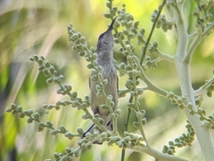 Cinnyris bifasciatus