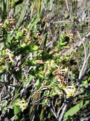 Gnidia oppositifolia