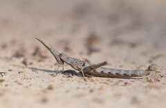 Vandiemenella viatica