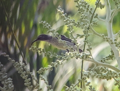 Cinnyris bifasciatus