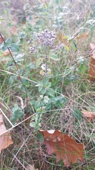 Origanum vulgare