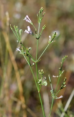 Asperula tenella