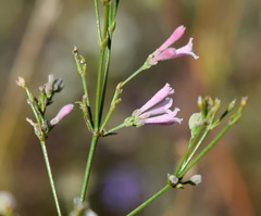 Asperula tenella