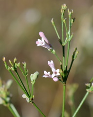 Asperula tenella