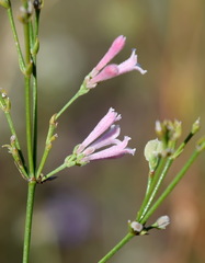Asperula tenella