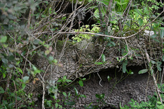 Veltheimia bracteata