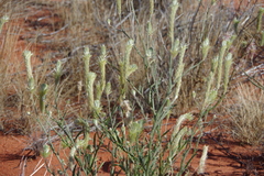 Ptilotus polystachyus