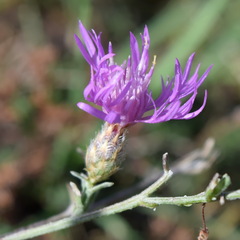 Centaurea caprina