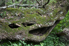 Veltheimia bracteata