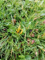 Clavulinopsis helvola