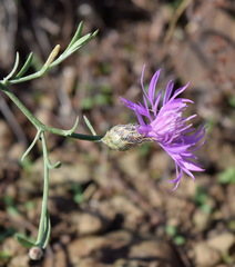 Centaurea caprina