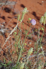 Trachymene glaucifolia