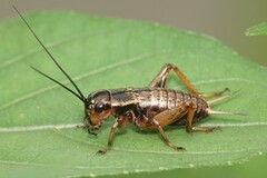 Gryllus bimaculatus