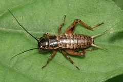 Gryllus bimaculatus