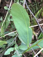 Acacia obliquinervia