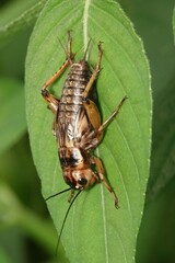 Gryllus bimaculatus