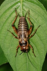Gryllus bimaculatus