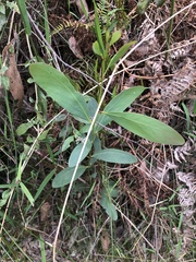 Acacia obliquinervia