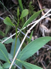 Acacia obliquinervia