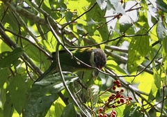 Psilopogon lagrandieri