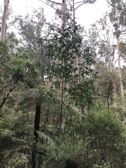 Acacia obliquinervia