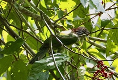Psilopogon lagrandieri