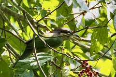Psilopogon lagrandieri