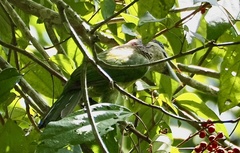 Psilopogon lagrandieri