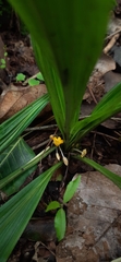 Curculigo orchioides