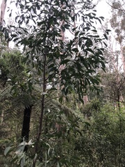 Acacia obliquinervia