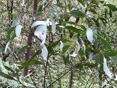 Acacia obliquinervia