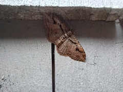 Costaconvexa centrostrigaria