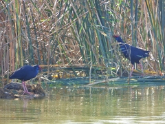 Porphyrio porphyrio