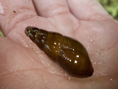 Semisulcospira