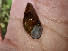 Semisulcospira