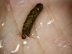 Nothopsyche ruficollis