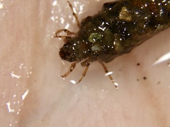 Nothopsyche ruficollis