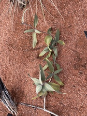 Leichhardtia australis