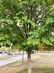 Aesculus hippocastanum