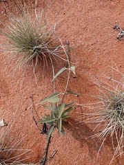 Leichhardtia australis