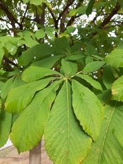 Aesculus hippocastanum