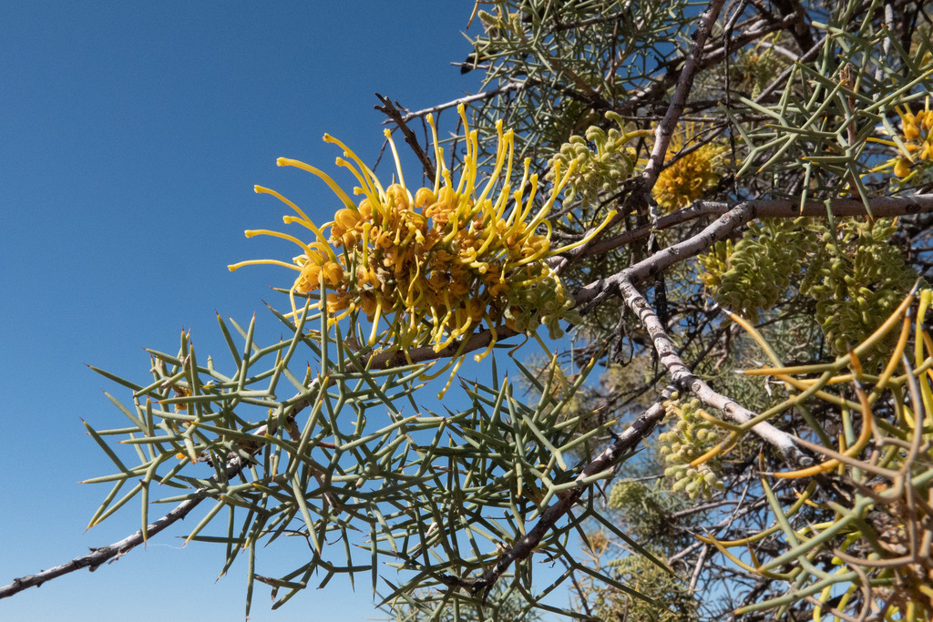 Straggli straggly corkbark from Innamincka SA 5731, Australia on August 01, 2022 ...