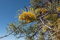 Hakea eyreana