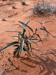 Leichhardtia australis