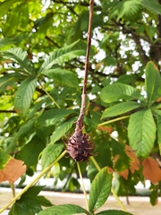 Aesculus hippocastanum