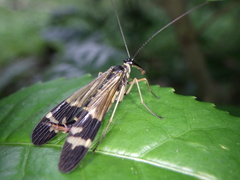 Panorpa japonica
