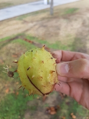 Aesculus hippocastanum