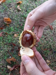 Aesculus hippocastanum