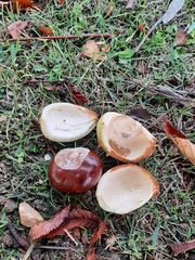 Aesculus hippocastanum
