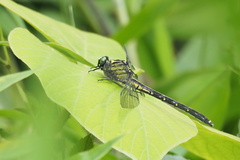 Asiagomphus melaenops